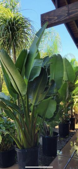 Giant Bird Paradise 5 Ft Tall. 