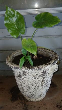 Plant
