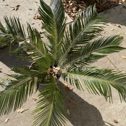Sago Palm