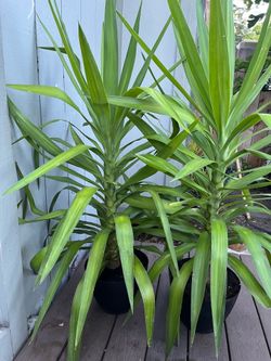Yucca Plants