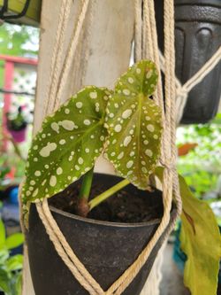 Houseplant Sale! Monstera, Philodendron & More – Bundle & Save!