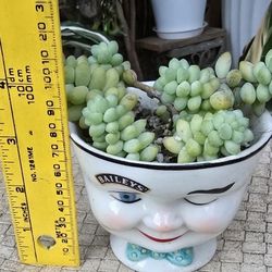 Donkey Tail Succulent 