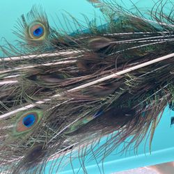 Long Peacock Feathers Bundle 