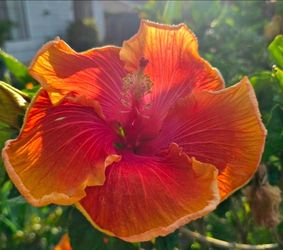 Bridal Path Hibiscus Cutting