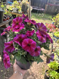 Petunia Plant 1 Gallon Pot 