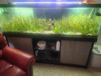 Aquarium Plants