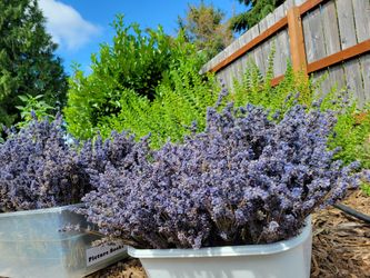 Lavender, By Pound And Bundle 