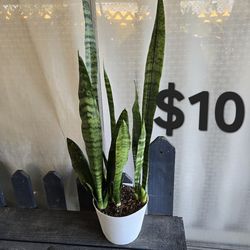Snake plant