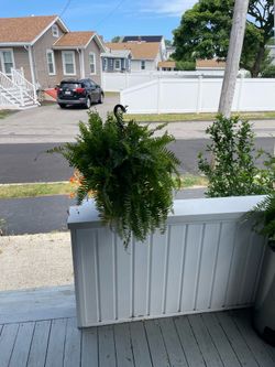 Hanging ferns