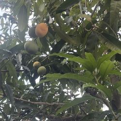 Sweat Turpentine Mangoes $1 Each  Get 3  Free 
