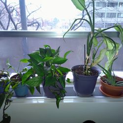 House Plants
