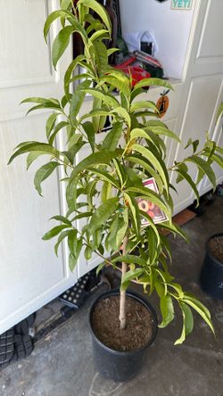 Panamint nectarine 5 gallon