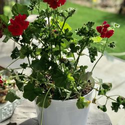 $5 Potted Hot pink geranium plant 