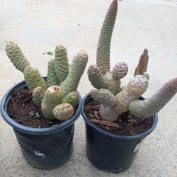 Cactus Enano 8.00 Dlls. Succulents 