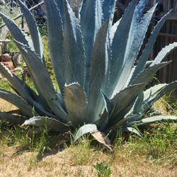 Free Large Blue Agave Plant If You Dig It Out And Remove It Yourself 