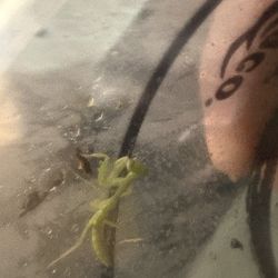 Praying Mantis In A Cup