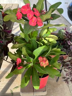 Crown of Thrns Plant $24
