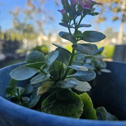 Kalanchoe Succulent Plant 🪴