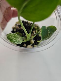 Monstera Bulbasaur