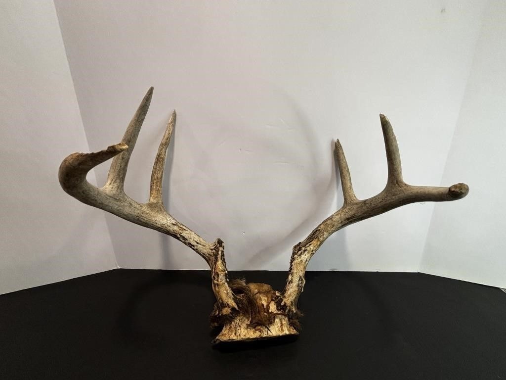 8 Pt White Tail Deer Skull