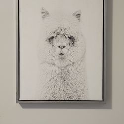 Llama picture