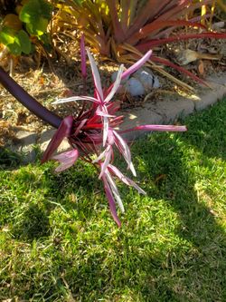 Crinum Sanguinolenta Tropical Plant Wavy Leaf Queen Anne