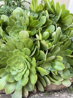 Succulent Plants Saucer Aeonium