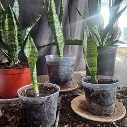 Baby Snake Plants(indoors) 