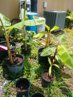 Raja Purim banana plants.