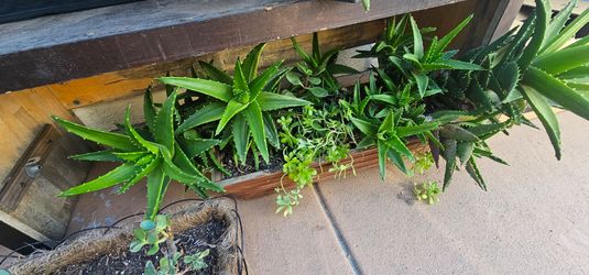 Free plants