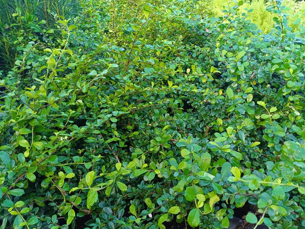 Serissa Privacy Hedge Plants 3gl πΏπ$6