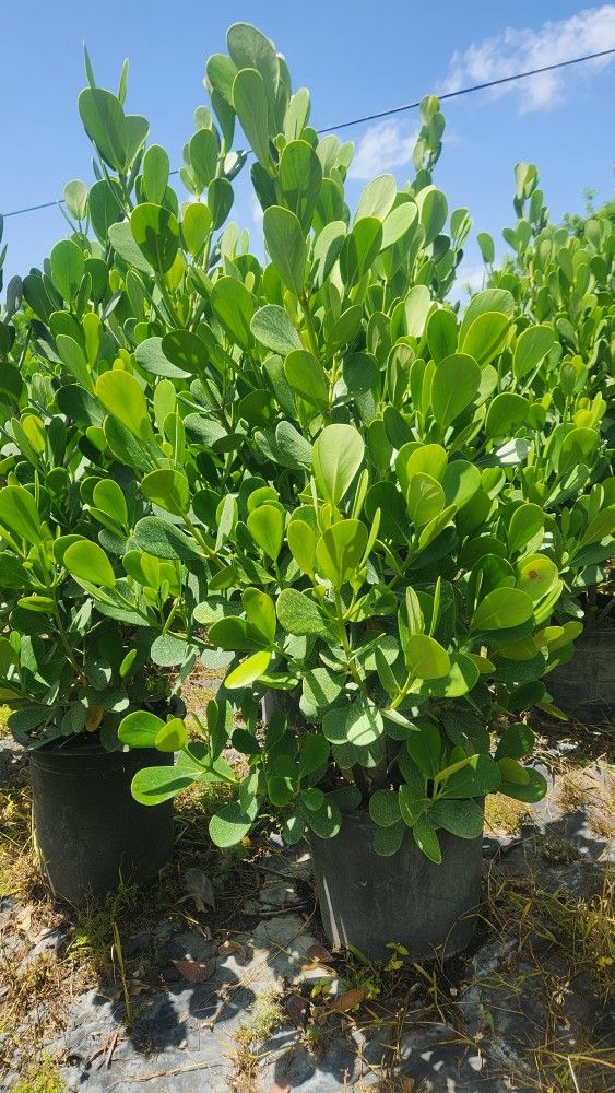 Beautiful Clusias Plants 6 Feet Tall!!! Fertilized