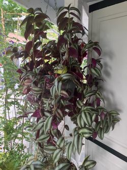 Inch plant -tradescantia