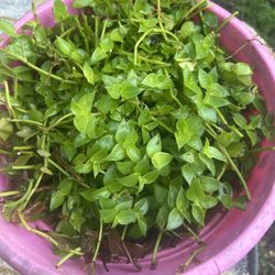 Hanging Tradescantia