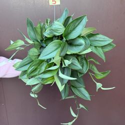 6” scindapsus moonlight