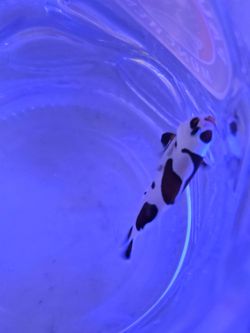 Mocha storm Clown fish