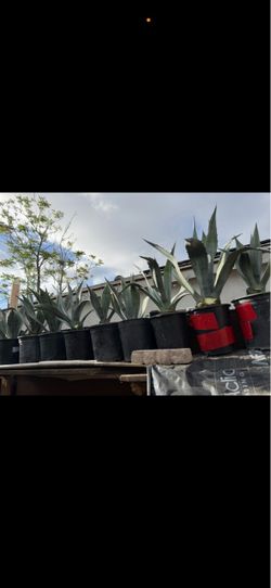 Plantas de magey