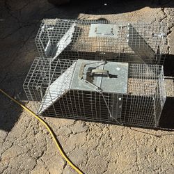 Traps For Racoon Passim Ever