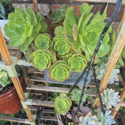 Beautiful Aeonium Succulent Arrangement 