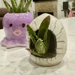 🐉 🥚 🔥 Dragon Egg Planter w Succulent 🪴 