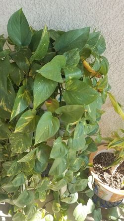 Enrefadera planta