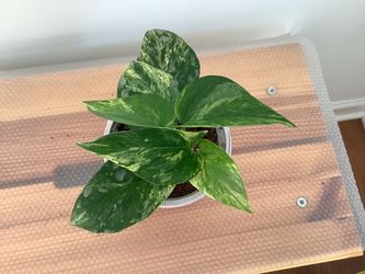 Pothos Marble Queen - Variegated (Epipremnum)