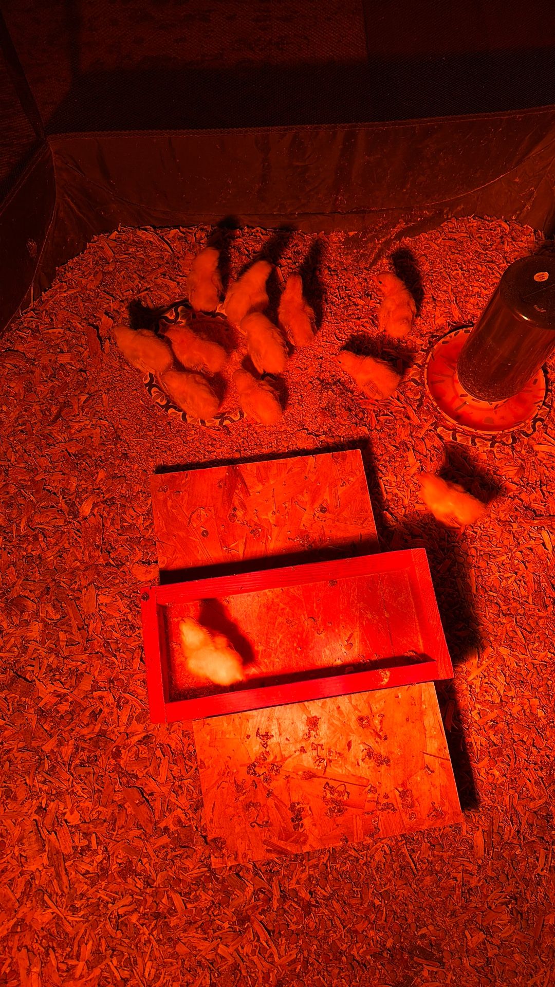 Bantam Chicks 🐥 And More