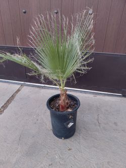 Mexican Fan Palm Tree