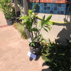 Chamaedorea Palm- Bamboo Palm- Lady Palm