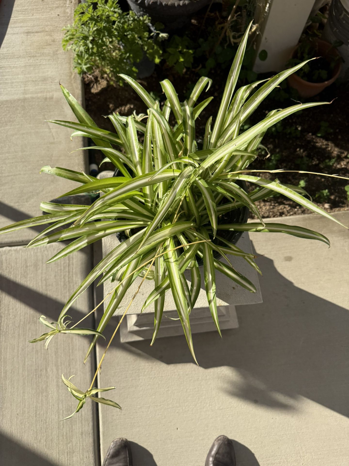 Spider Plant Air Purifier