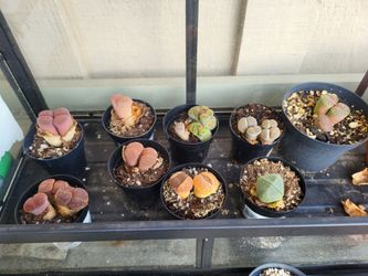 Lithops (Living stones)