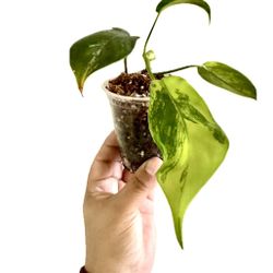 Philodendron Florida Beauty