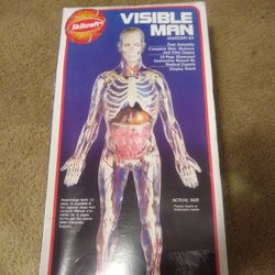 Visible Man Model 