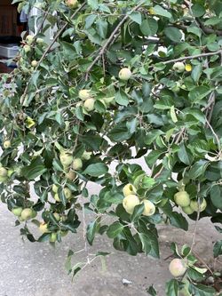 Gala Apple Tree in a Pot $400